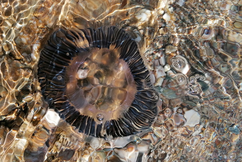 Balade photo scientifique - Embiez à Six-Fours-les-Plages dans le Var, méduse