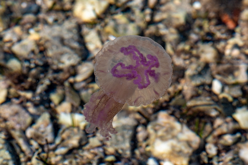balade photo scientifique - presqu'ile du gaou, méduse pélagie