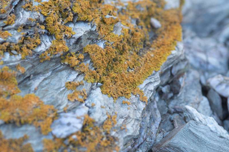 balade photo scientifique - presqu'ile du gaou, lichen