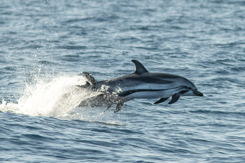 voyages photo naturalistes et scientifiques, photographie naturaliste dauphins bleu et blanc en Méditerranée au large des côtes varoises, groupe de dauphin bleu et blanc au large des côtes de Six-Fours-les-plages dans le Var, prise lors d'une sortie cétacés